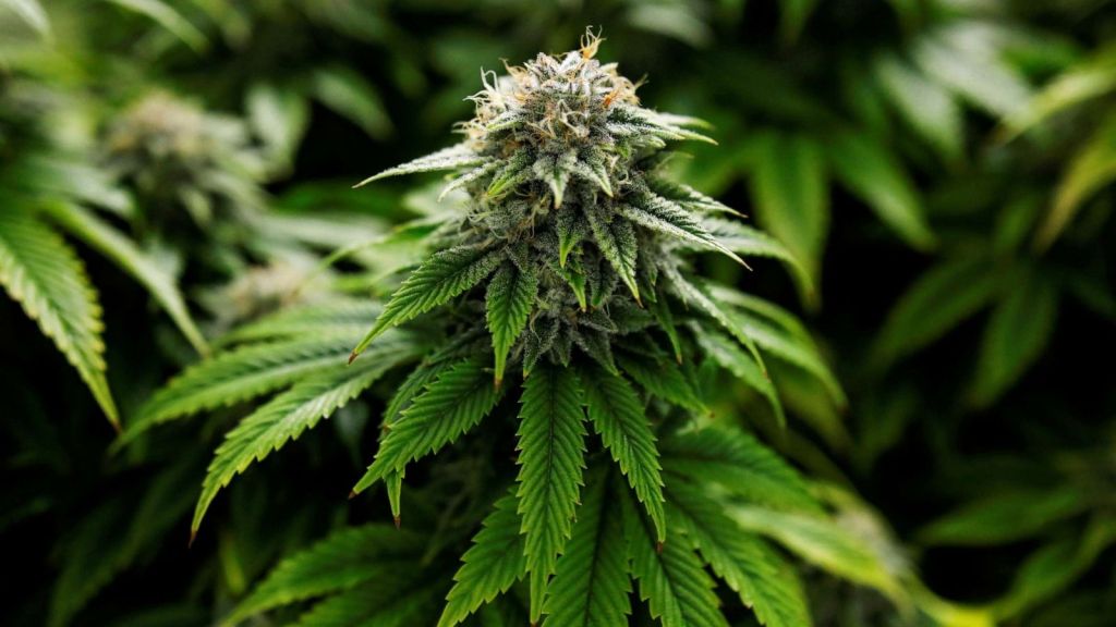 June 29th, Marijuana Possession is Legal, Local Politicians Have Shown Mixed Support. Jobs & How are citizens impacted in New&nbsp;Mexico?